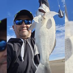 En octubre la especie entra a picar bien por Lavalle, luego se afirma su presencia en Mar Chiquita, y en los últimos años, ha vuelto a mostrar su presencia en las playas del sur bonaerense, donde ya no es extraño dar con ellas, a diferencia de pocos años atrás que era casi imposible pinchar un ejemplar. 