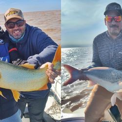 Si bien la temperatura del agua ha disminuido levemente, los dorados se ve que aún se sienten a gusto en la zona norte del Río de la Plata.