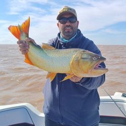 Si bien la temperatura del agua ha disminuido levemente, los dorados se ve que aún se sienten a gusto en la zona norte del Río de la Plata.