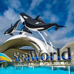 SeaWorld tiene una nueva atracción, Expedition Odyssey, mientras celebra 10 años de Baby Shark entre sus shows.
