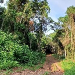 Los corredores de bosque nativo son áreas lineales de vegetación nativa