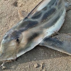 Las primeras piezas se registraron en la zona céntrica de Mar del Plata. Varios pescadores que fueron por las últimas corvinas rubias de la temporada y se vieron sorprendidos por el pique violento y la tradicional pelea del pez elefante.