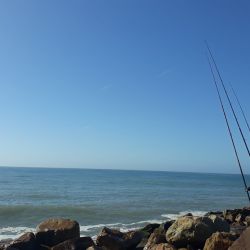 Las primeras piezas se registraron en la zona céntrica de Mar del Plata. Varios pescadores que fueron por las últimas corvinas rubias de la temporada y se vieron sorprendidos por el pique violento y la tradicional pelea del pez elefante.