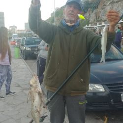 Las primeras piezas se registraron en la zona céntrica de Mar del Plata. Varios pescadores que fueron por las últimas corvinas rubias de la temporada y se vieron sorprendidos por el pique violento y la tradicional pelea del pez elefante.