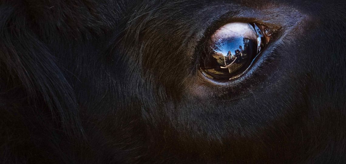 Luna Nueva en Tauro: cómo afecta a cada signo esta renovación de tierra
