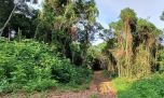 Los corredores de los bosques nativos tienen un rol vital en la conservación de la biodiversidad