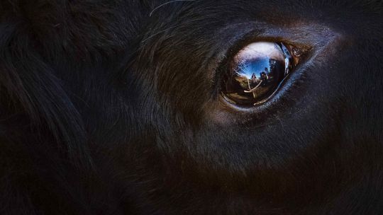 Luna Nueva en Tauro: cómo afecta a cada signo esta renovación de tierra