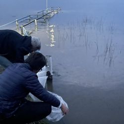 Estas acciones resultan fundamentales para la conservación de la especie y el fortalecimiento del ecosistema acuático, promoviendo la pesca deportiva como una actividad recreativa sostenible.