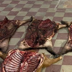 Llevaban una gran cantidad de carpinchos faenados que acababan de cazar.