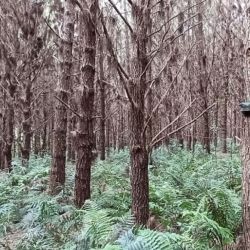 Investigadores del CONICET en el IBS registraron cómo los corredores de bosque conservan la biodiversidad en paisajes productivos. 