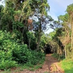Investigadores del CONICET en el IBS registraron cómo los corredores de bosque conservan la biodiversidad en paisajes productivos. 