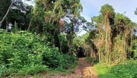 2404_CORREDORES BOSQUES