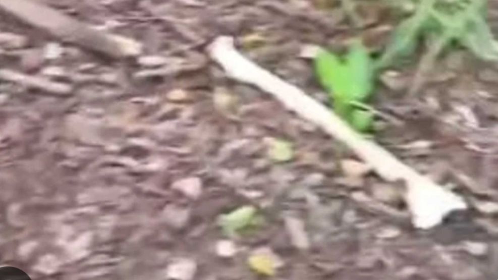 Encontraron restos óseos en un paraje de Salta 20250424
