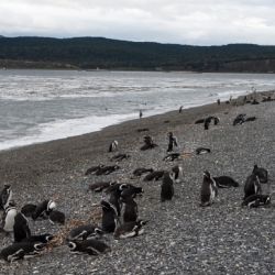 En las costas argentinas y sus islas cercanas habitan varias especies de pinguinos,
