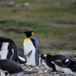 Cumplen un rol ecológico fundamental.