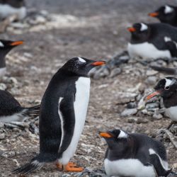 Cada 25 de abril se celebra el Día Mundial del Pingüino