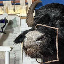 Fueron incautadas taxidermias de especies exóticas provenientes de América del Norte, Asia y África, 