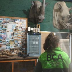 El material secuestrado está conformado por piezas derivadas de la fauna silvestre, como pieles de pecarí y yacaré