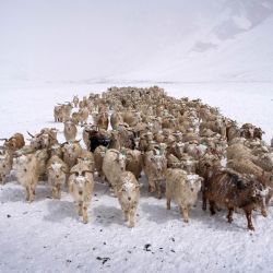 Un pastor nómada guía a un rebaño de cabras pashminas durante la nevada en la meseta nevada de Changthang, en el este de Ladakh. | Foto:Mohd Arhaan ARCHER / AFP