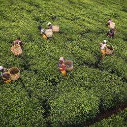 Vista aérea tomada con un dron de agricultores recolectando hojas de té en los campos de té, en Kericho, Kenia. | Foto:Xinhua/Wang Guansen