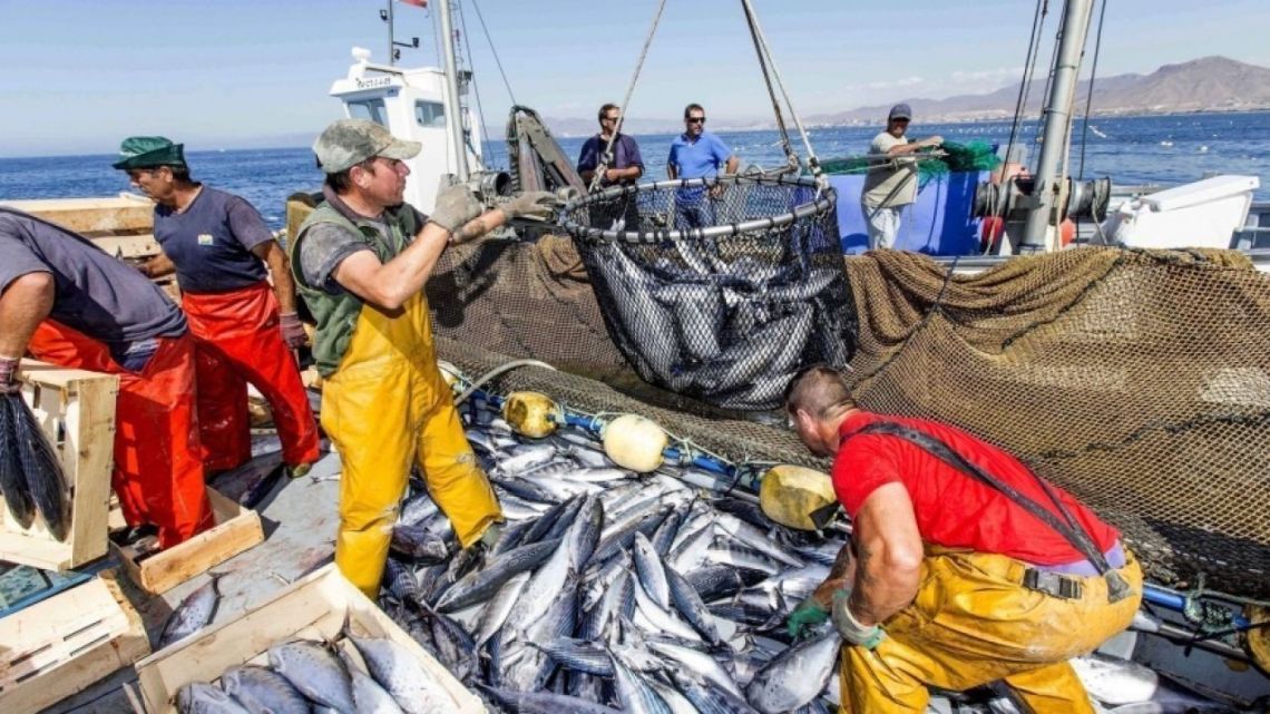 Sector pesquero: “El cultivo está erosionando la pesca salvaje del mar argentino”