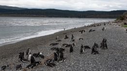 2504_pingüinos