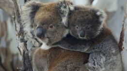 Australia sacrificó a 750 koalas con francotiradores desde helicópteros tras un incendio 20250425