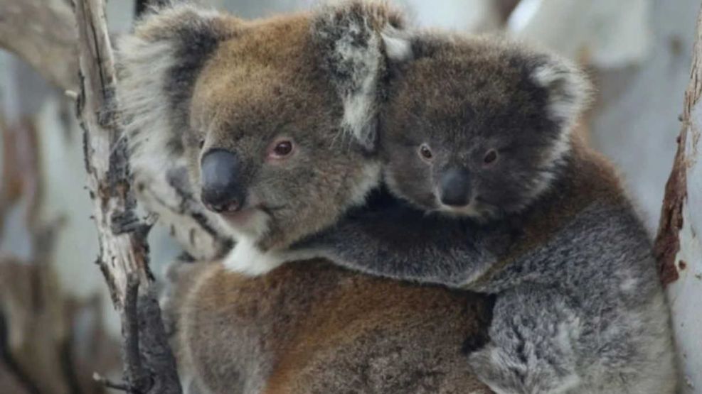 Australia sacrificó a 750 koalas con francotiradores desde helicópteros tras un incendio 20250425
