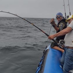 La importancia de esta recaptura radica en el tiempo transcurrido y la distancia total entre ambos puntos. El tiempo entre su marcado y recaptura, es de poco más de 2 años (772 días), y la distancia total recorrida entre ambos puntos, es de solo 7 km.