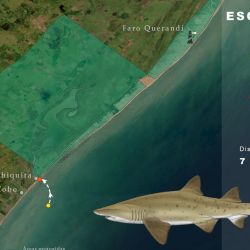 La importancia de esta recaptura radica en el tiempo transcurrido y la distancia total entre ambos puntos. El tiempo entre su marcado y recaptura, es de poco más de 2 años (772 días), y la distancia total recorrida entre ambos puntos, es de solo 7 km.