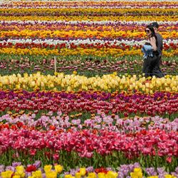 Imagen de personas caminando entre hileras de tulipanes, en Abbotsford, Columbia Británica, Canadá. Un festival del tulipán, con más de 100 variedades de tulipanes, se celebra en Abbotsford hasta el 11 de mayo. | Foto:Xinhua/Liang Sen