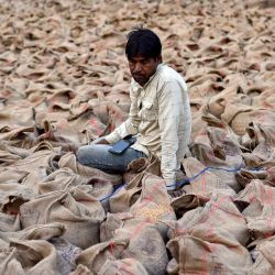 Un trabajador se sienta sobre sacos de trigo en un mercado mayorista de Jalandhar. | Foto:Shammi Mehra / AFP