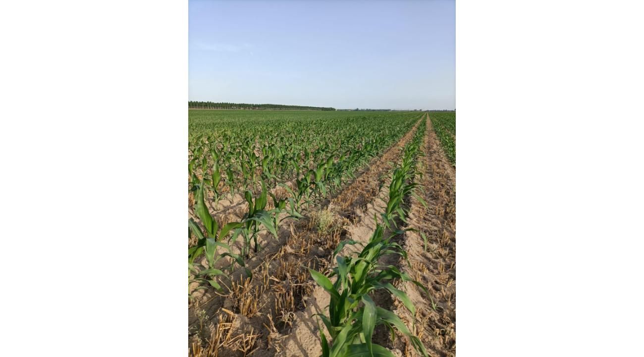 Strip Till: Apertura Comercial y llegada de Nuevas Tecnologías para el Agro