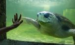 El tortugo Jorge ya está en aguas de Uruguay