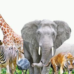 Cada vez es mayor la cantidad de riesgos que ponen en peligro a los animales.