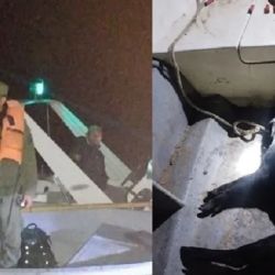 Los dos cazadores furtivos fueron aprehendidos infraganti.