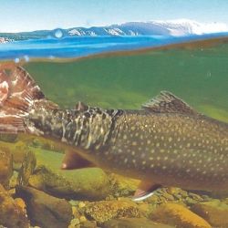 La irrupción de las truchas generó importantes impactos sobre la población de ellos por desplazamiento de hábitat, por competencia trófica o por depredación. Esto llevó a que hoy en día se capturen menos especies nativas en ríos y lagos, siendo menor la presencia en ríos en comparación con los lagos. 