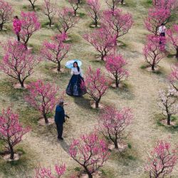 Vista aérea tomada por un dron de personas disfrutando de flores de ciruelo, en el distrito de Chang'an de Xi'an, en la provincia de Shaanxi, en el noroeste de China. | Foto:Xinhua/Shao Rui