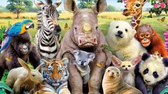 2904_animales