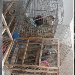 Las aves estaban enjauladas y en mal estado de salud.