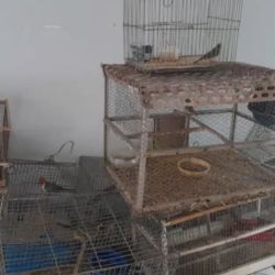 El propietario de la vivienda allanada tenía en cautiverio especies como zorzal mandioca, benteveo, reynas mora, chuschín, mixto, calandria, zorzal negro y zorzal gato.