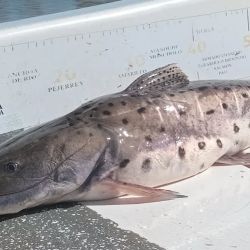 Abril se despide con una temporada de pejerrey a punto caramelo, con un buen número de lagunas que atraviesan un gran momento. Además, la chance de pescarlos en el mar y en el Río de la Plata. 