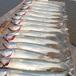 Abril se despide con una temporada de pejerrey a punto caramelo, con un buen número de lagunas que atraviesan un gran momento. Además, la chance de pescarlos en el mar y en el Río de la Plata. 