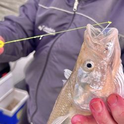 Abril se despide con una temporada de pejerrey a punto caramelo, con un buen número de lagunas que atraviesan un gran momento. Además, la chance de pescarlos en el mar y en el Río de la Plata. 