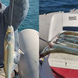 Abril se despide con una temporada de pejerrey a punto caramelo, con un buen número de lagunas que atraviesan un gran momento. Además, la chance de pescarlos en el mar y en el Río de la Plata. 