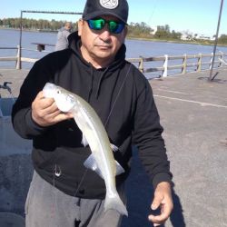 Abril se despide con una temporada de pejerrey a punto caramelo, con un buen número de lagunas que atraviesan un gran momento. Además, la chance de pescarlos en el mar y en el Río de la Plata. 