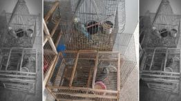 3004_aves
