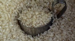 Crean un arroz resistente al cambio climático.