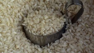Crean un arroz resistente al cambio climático.