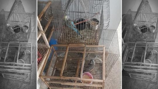 San Juan: rescatan aves autóctonas que tenían en cautiverio en una vivienda